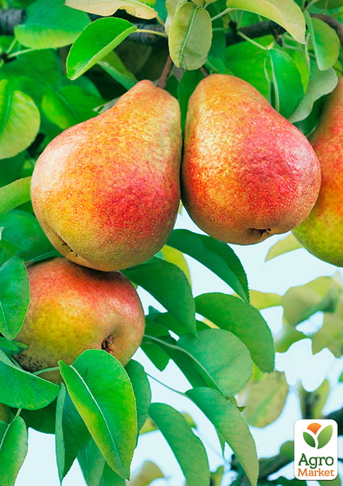 Груша "Удачная" (осенний сорт, средний срок созревания)