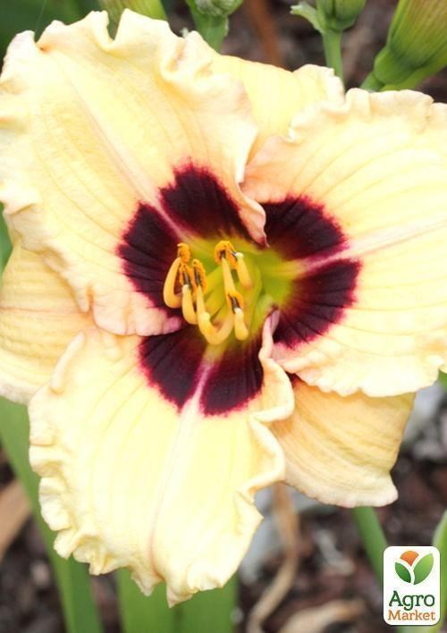 Лилейник "Siloam Uri Winniford" 1шт в упаковке