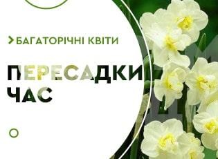 Коли пересаджувати нарциси