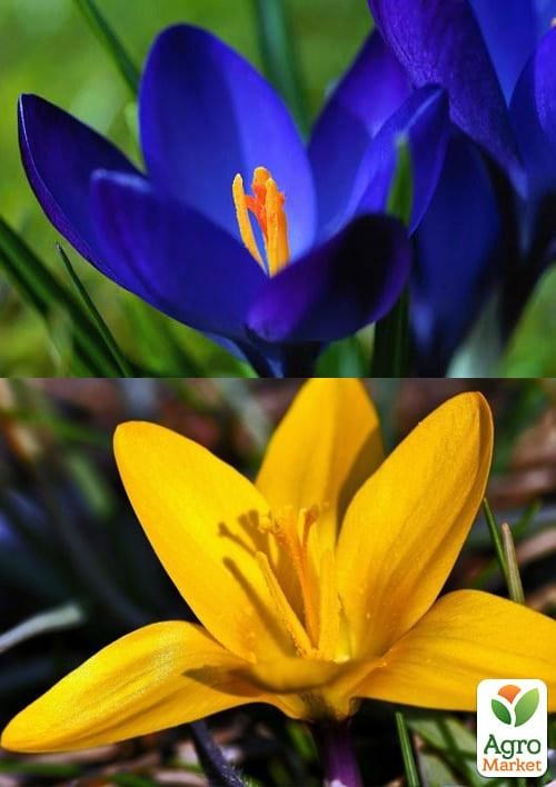 Крокусы Микс (Elite) "Патриот" 