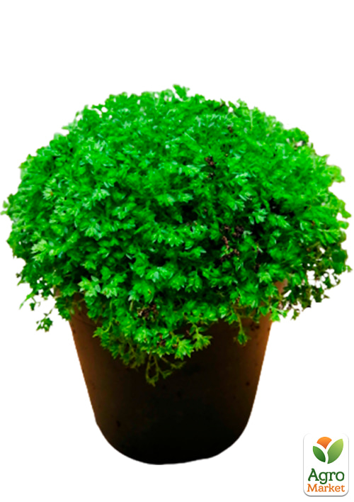 Селагинелла "Apoda" - фото 3