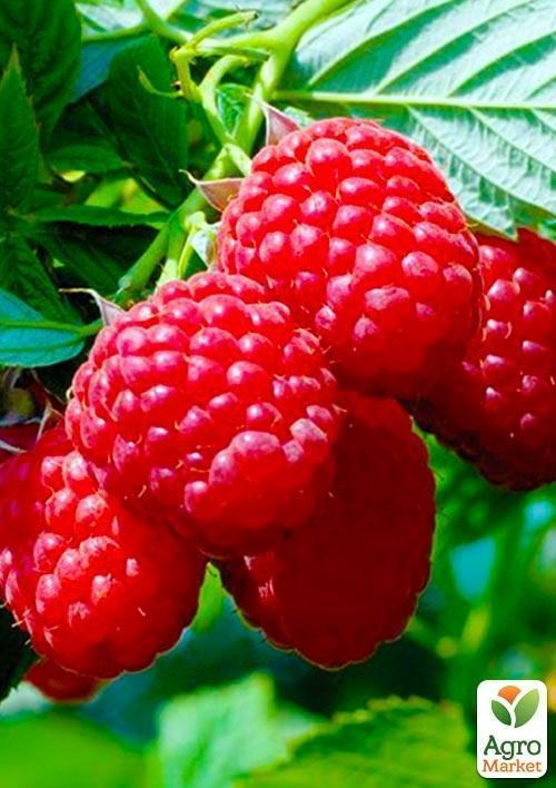 Малина "Тула Меджик" (Tula Magic)  (средний срок созревания)