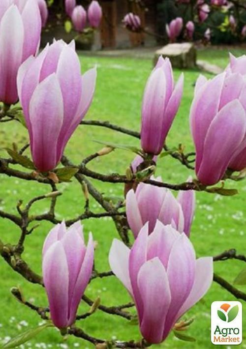 Магнолия "Andre Leroy"