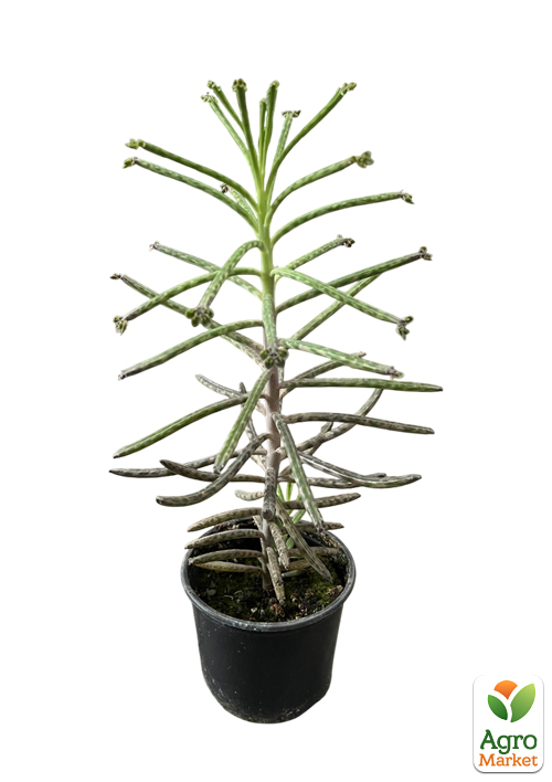 Каланхоэ Трубкоцветное - фото 2