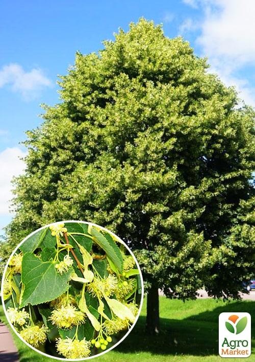 Липа світло-зелена "Королівська" (дуже ароматний сорт) висота 50-100см