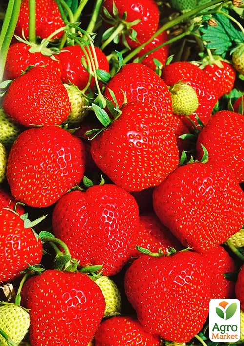 Клубника садовая "Эльсанта" укорененная в контейнере - фото 6