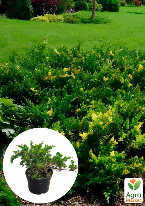 Можжевельник китайский "Expansa Variegata" (ком/сетка) диаметр 60-70 см