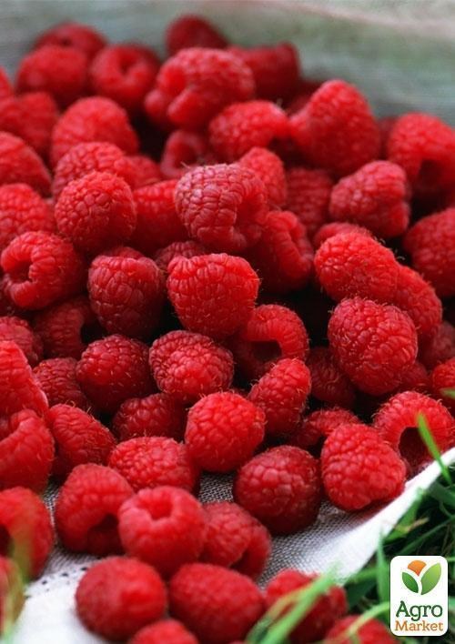 Эксклюзив! Малина красная "Шедевр" (Masterpiece) (американская селекция, премиальный высокоурожайный сорт) - фото 6