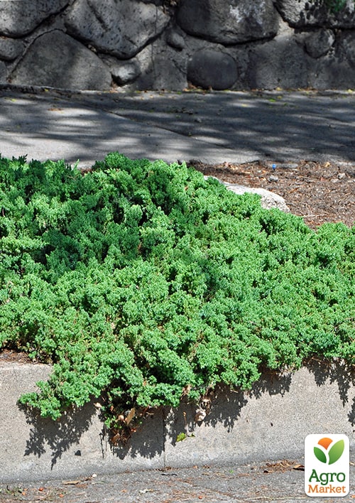 Можжевельник стелющийся "Nana" C2, диаметр 20-25см - фото 3