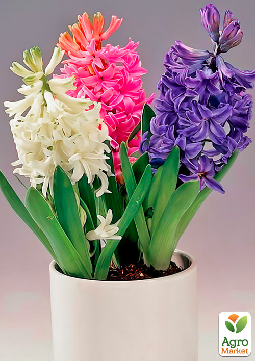 Гіацинт "Tricolor" - фото 4