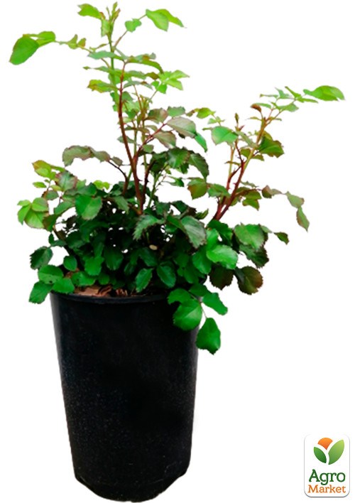 Роза в контейнере плетистая "Pink Mushimara" (саженец класса АА+) - фото 4