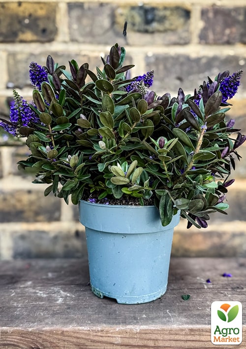 LMTD Хебе "Vinoa Purple" высота 20-25см
