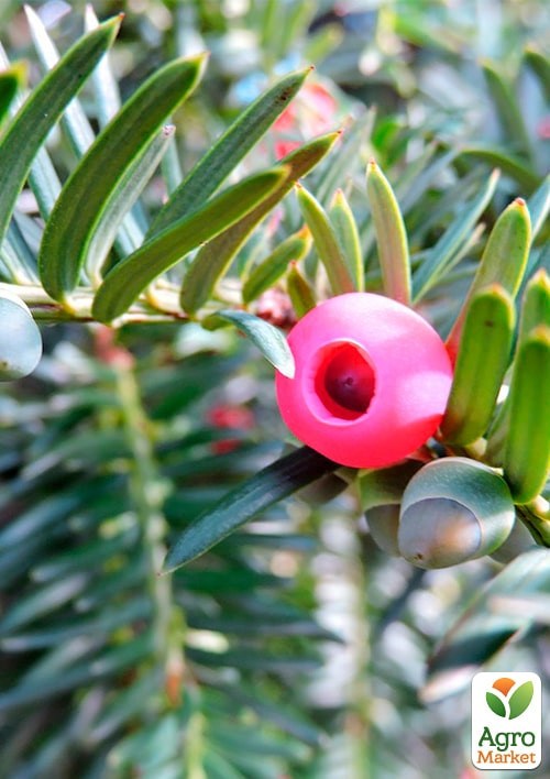 Тис ягідний "David" С2, висота 25-30 см - фото 4