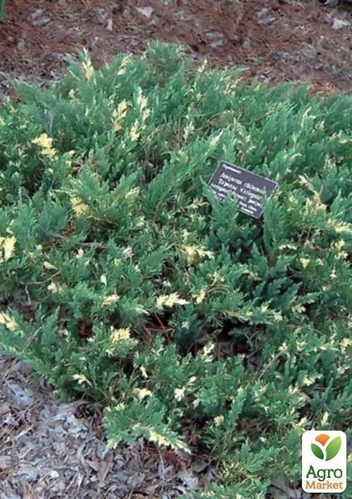 Ялівець китайський'Ekspansa' контейнер 1л