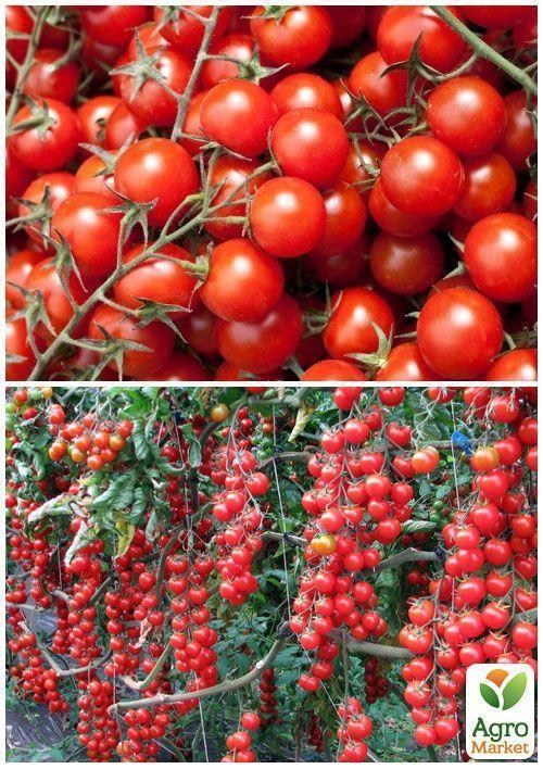 На развес Томат "Черри" ТМ "Весна" цена за 1г - фото 2