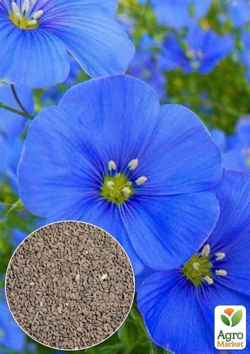 На вагу Фацелія "Сапфір" ТМ "Весна" ціна за 10г