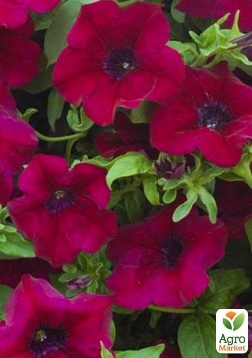 Сурфінія "Raspberry Wine" (контейнер № 10, висота 10-15 см)