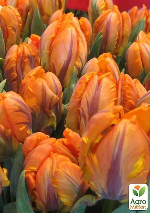 Тюльпан "Irene Parrot" 2шт в упаковке - фото 2