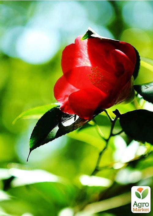 Камелия японская "Camellia japo." дм 19 см выс. 60 см