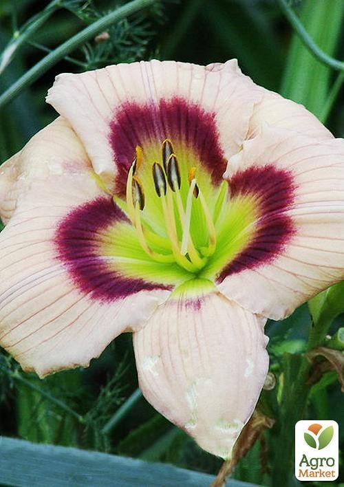 Лилейник "Betty Davis Eyes" 1шт в упаковке