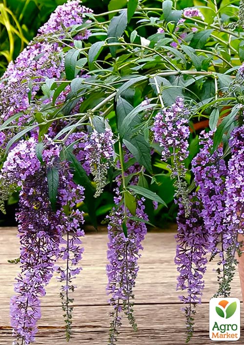 Буддлея Давида "Wisteria Lane"