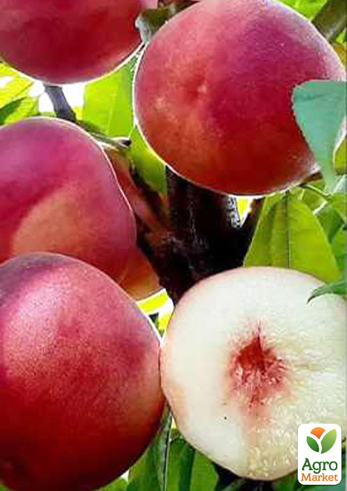 Персик "Манон" (летний сорт, средний срок созревания)