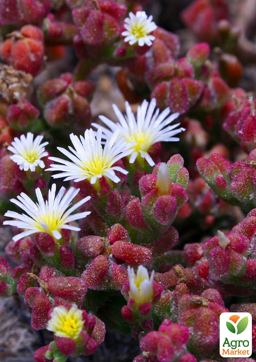 Делосперма темнолистная (цветущий суккулент) "Alpinum" - фото 2