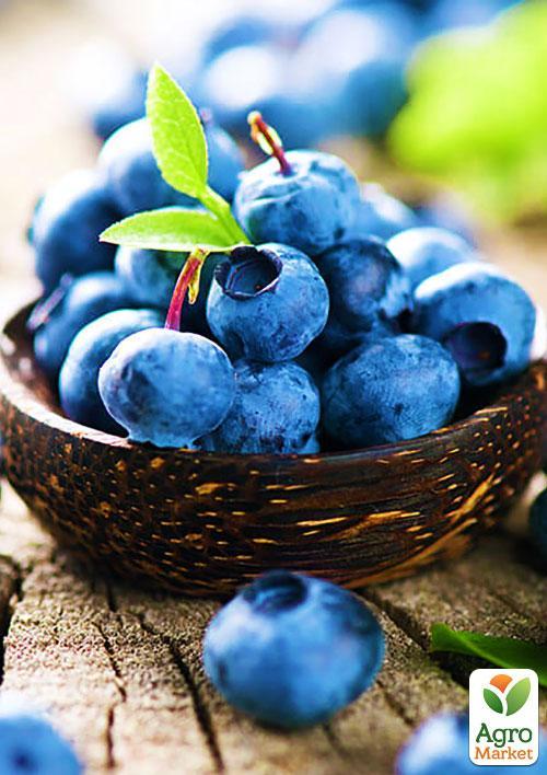 Лохина (чорниця садова) "Легасі" (Legacy) (пізній термін дозрівання, один з найбільш високоврожайних сортів) - фото 6