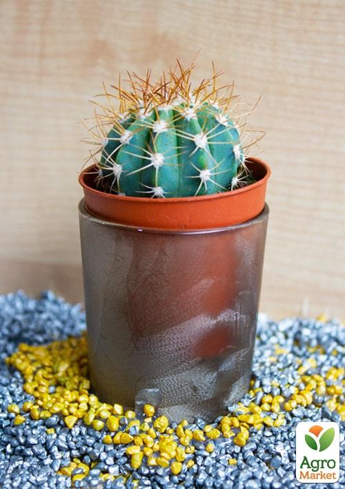 Кактус "Маммиллярия" (Mammillaria ingens) (Нидерланды)