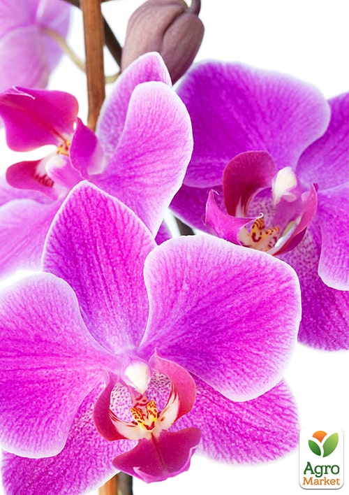 Орхідея (Phalaenopsis) "Cascade Lilac" - фото 2