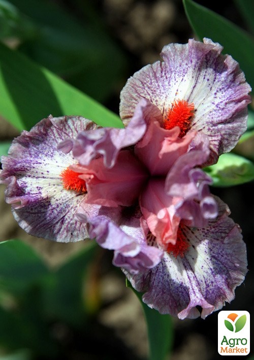 Ирис карликовый "Stylish Miss" 