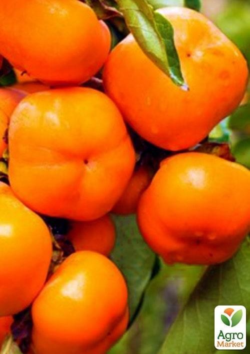 Хурма на віргінській морозостійкій підщепі "Ромашка" вищий сорт!