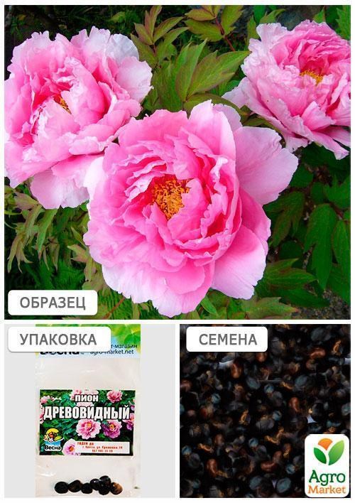 Півонія "Древовидна" (рожева) (Зипер) ТМ "Весна" 7шт - фото 4