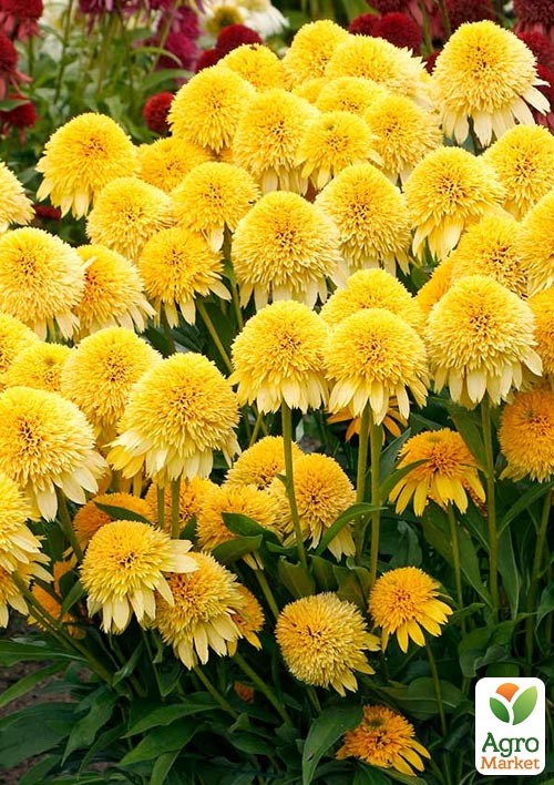 Ехінацея "Cara Mia Yellow"