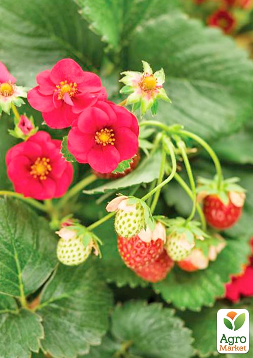 Земляника розовоцветная ремонтантная "Red Beauty" укорененная в контейнере - фото 6