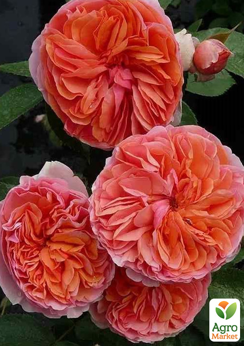 Роза шраб "Chippendale" в контейнере, высший сорт - фото 5