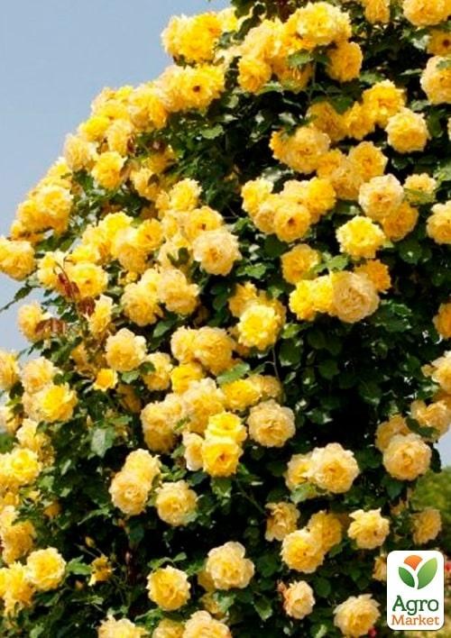 Роза в контейнере плетистая "Goldstern" (саженец класса АА+) - фото 3