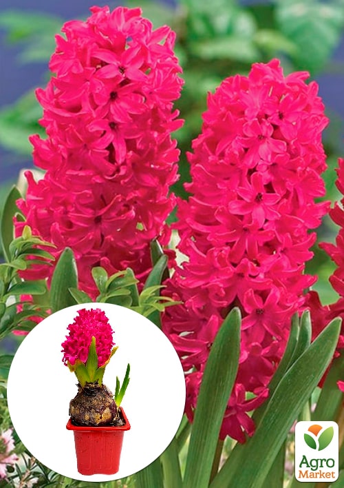 Гиацинт "En Melang" (Нидерланды)