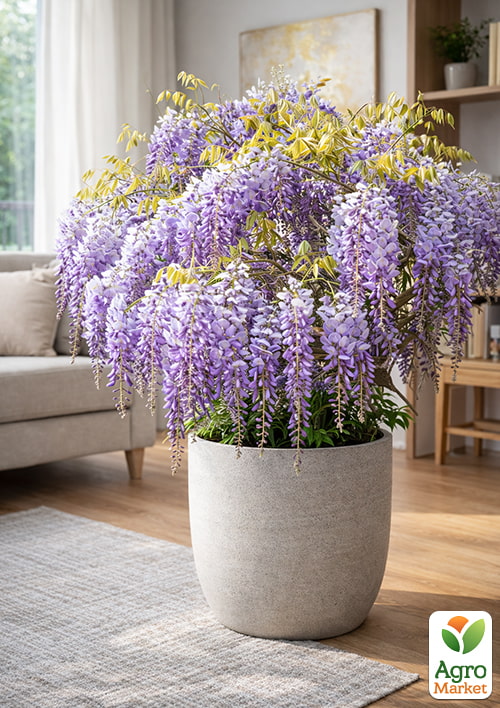 LMTD Вистерия (глициния) "Caroline" 2-х летняя (высота 50-70см)