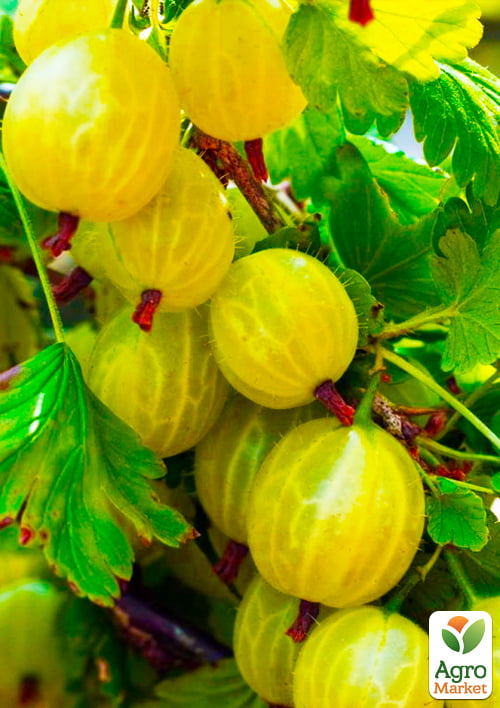 Крыжовник "Инвикта" (Invict) (средний срок созревания, высокоурожайный сорт)