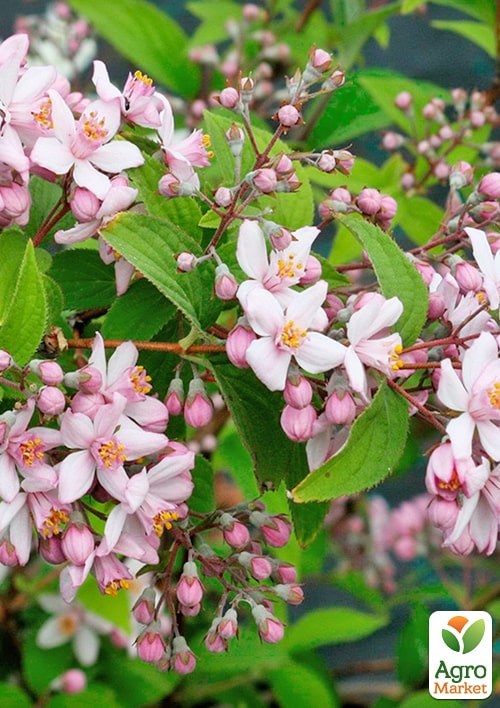 Дейція гібридна "Mont Rose" - фото 2