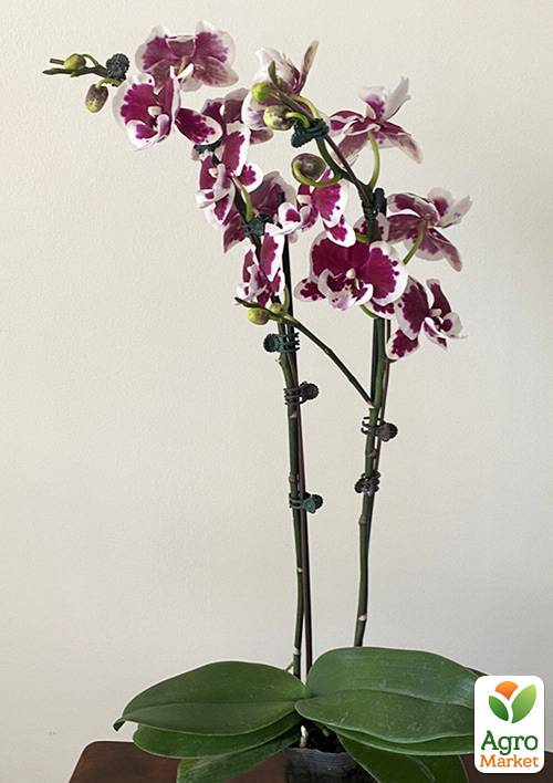 Орхидея (Phalaenopsis) "Fantastic Pearl" высота 50-70см