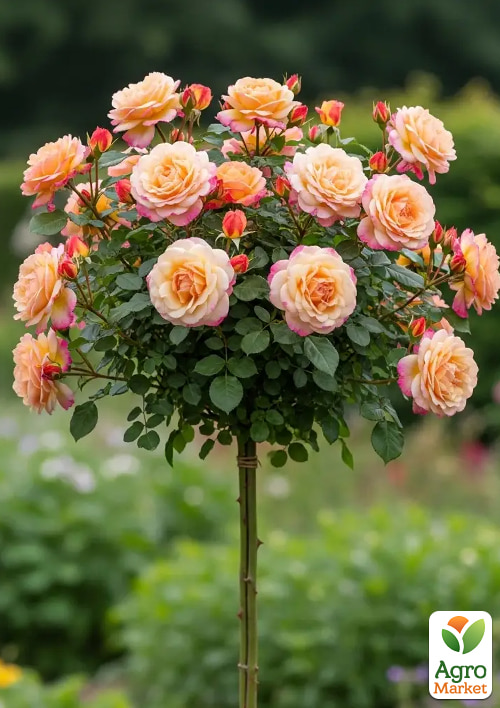 Троянда штамбова "Вувузела" (Vuvuzela) (саджанець класу АА+)