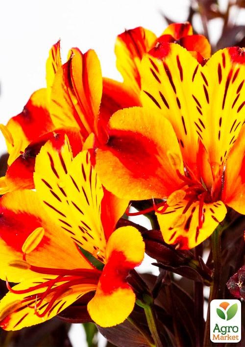Альстромерия (перуанская лилия) "Indian Summer" С2 высота 30-60см - фото 5