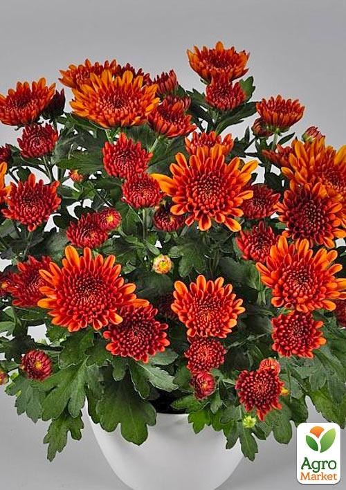 Хризантема кустовая среднецветковая "Cataya" 