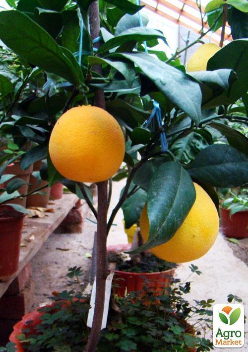 Апельсин "Навеліна" - фото 6