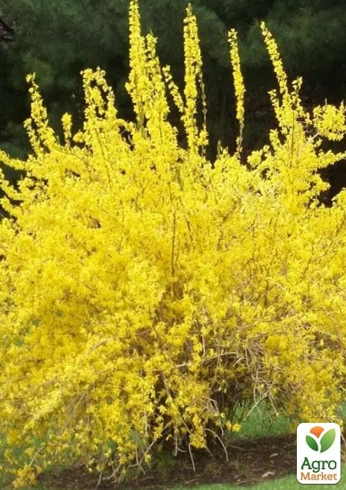 Форзиція корейська "Kumson" - фото 2