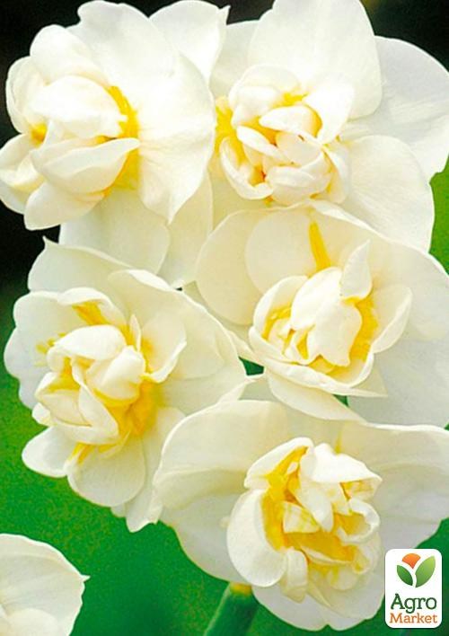 Нарцис "Cheerfulness" 2шт в упаковці