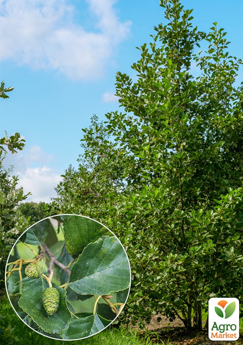 Вільха звичайна, висота 80-100см