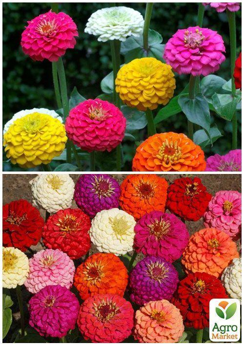 На развес Циния смесь ТМ "Весна" цена за 4г - фото 3